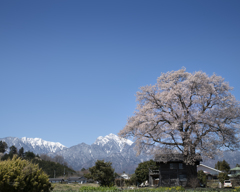 雪山と桜のある風景