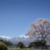 雪山と桜のある風景