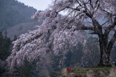 しだれ桜とお地蔵さん