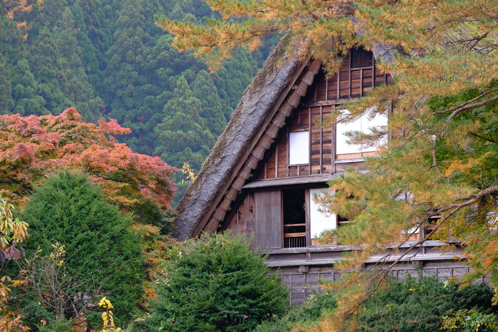 紅葉の白川郷