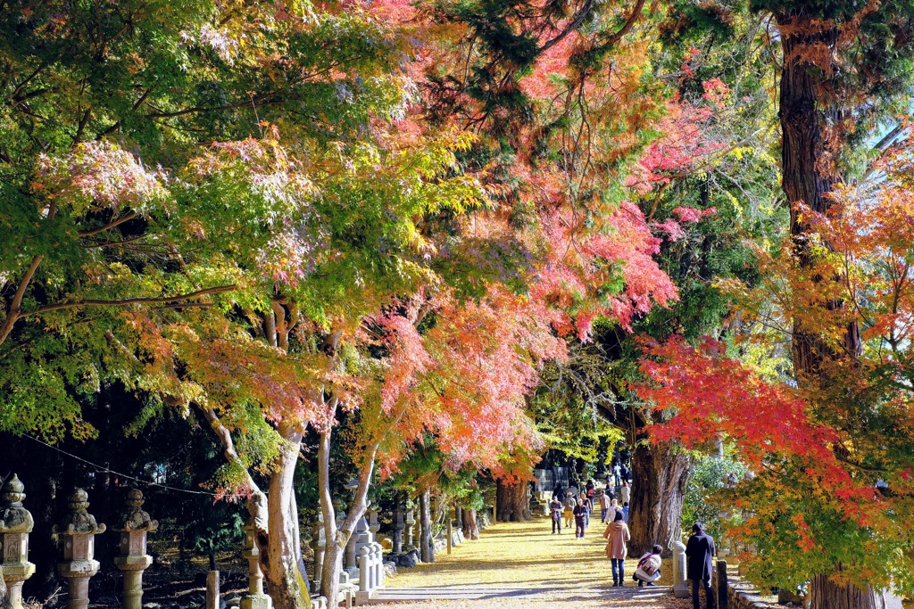 散歩路