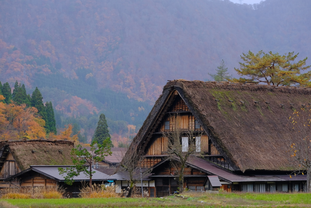 紅葉の白川郷