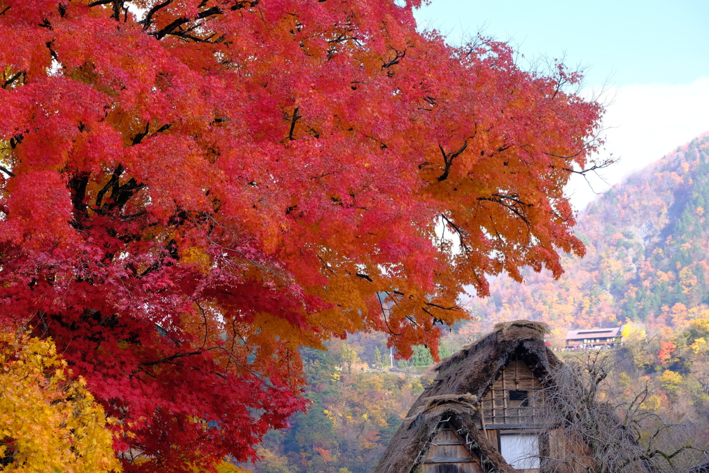 紅葉の白川郷