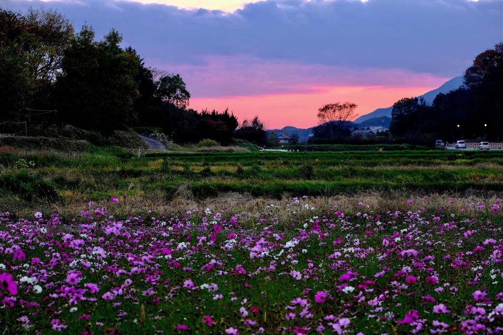 明日香村