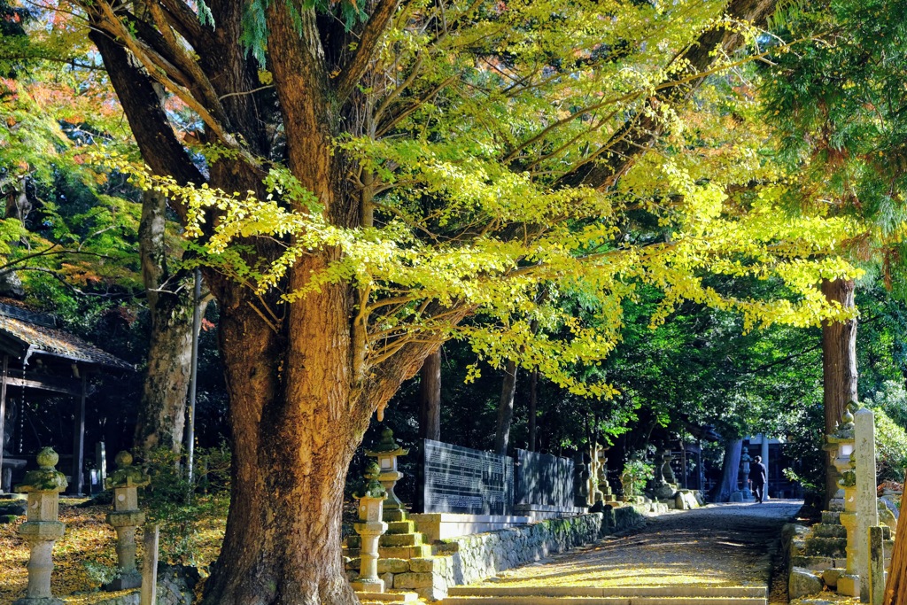 散歩路
