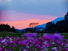 明日香村