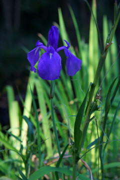 万博記念公園で撮った花その２