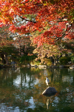 京都円山公園の鳥と紅葉