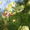 万博記念公園で撮った花その１
