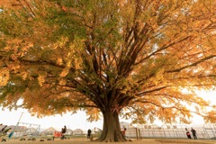 62E1EC23-024C-475B-ADCD-3DFBAC6D020A