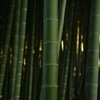 北松戸 安房須神社 竹林