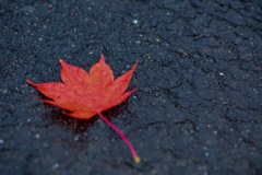 紅葉 朝里ダム