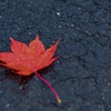 紅葉 朝里ダム