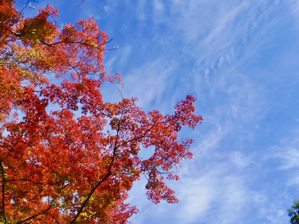 兼六園 紅葉と青空