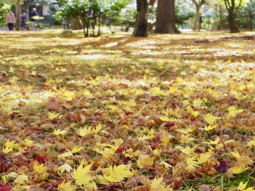 兼六園 落ち葉の絨毯