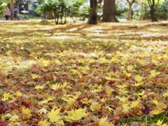 兼六園 落ち葉の絨毯