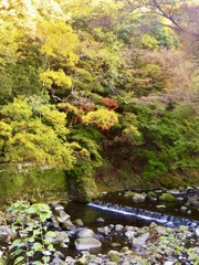 箱根湯本 須雲川の紅葉