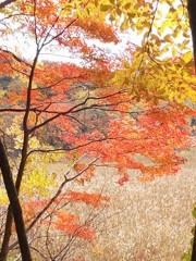 大沼の紅葉