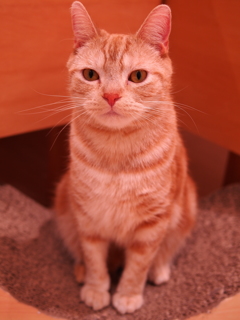看板にゃんこ
