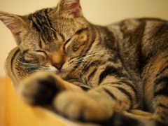 眠り姫