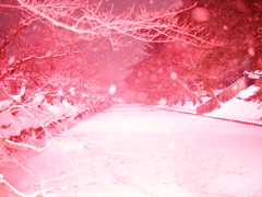冬桜