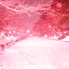 冬桜