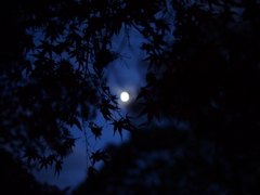 黒紅葉