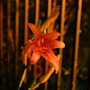 橙