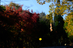DSCF5959