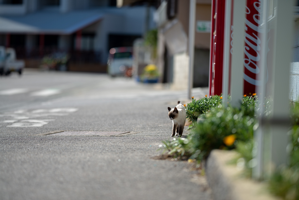 篠島の猫