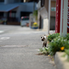 篠島の猫