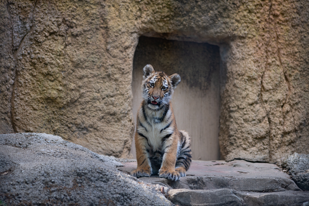 ショウヘイ君