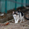 近所の野良猫