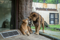 キングとムール