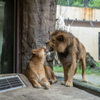 キングとムール