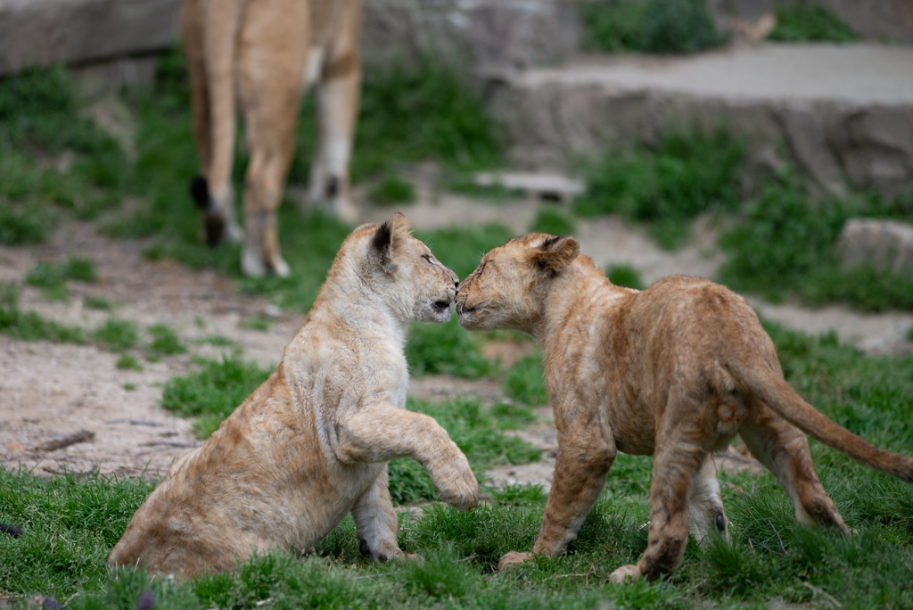 kiss