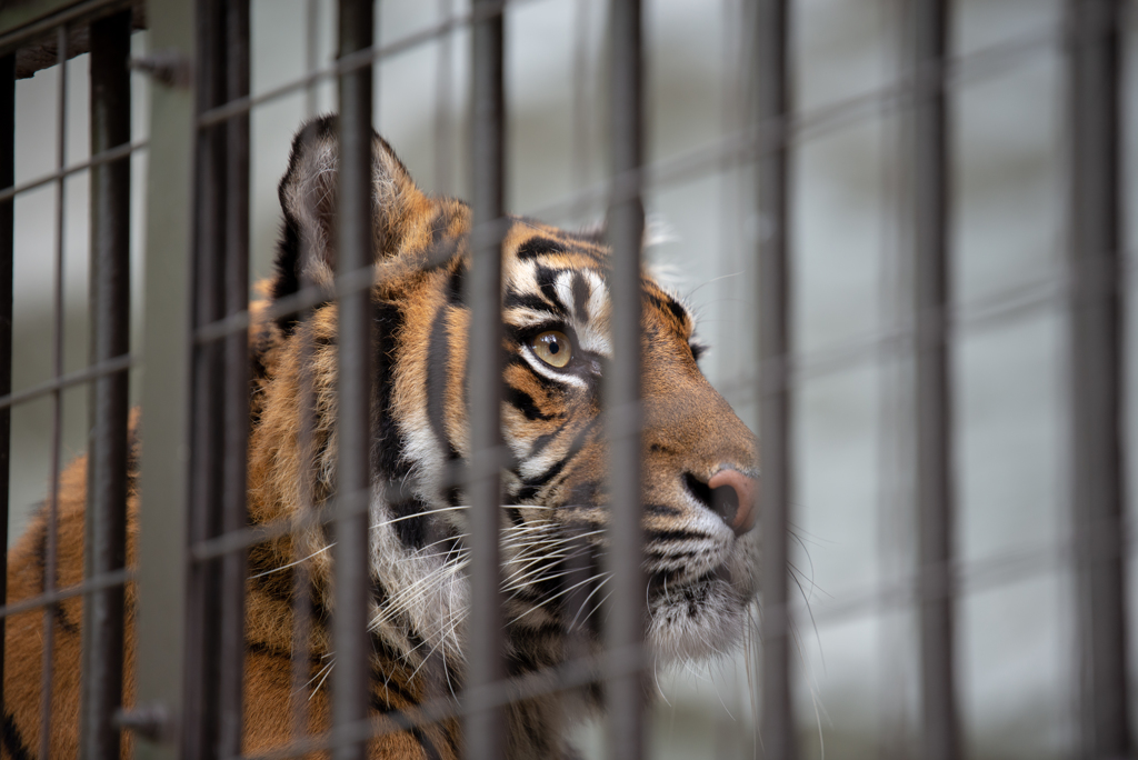 野毛山のミンピさん
