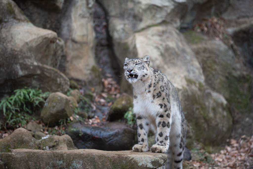 ウインク