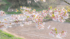 桜ふわふわ
