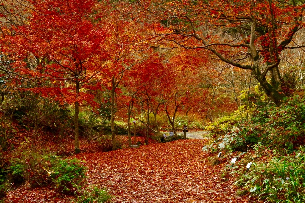 絲原記念館の紅葉