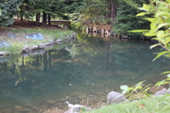 中島公園の池