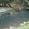 中島公園の池