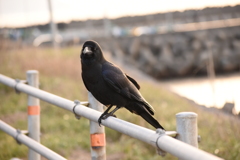人懐っこいカラス