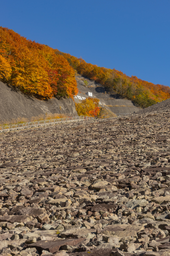 クイズ！カモシカを探せ！