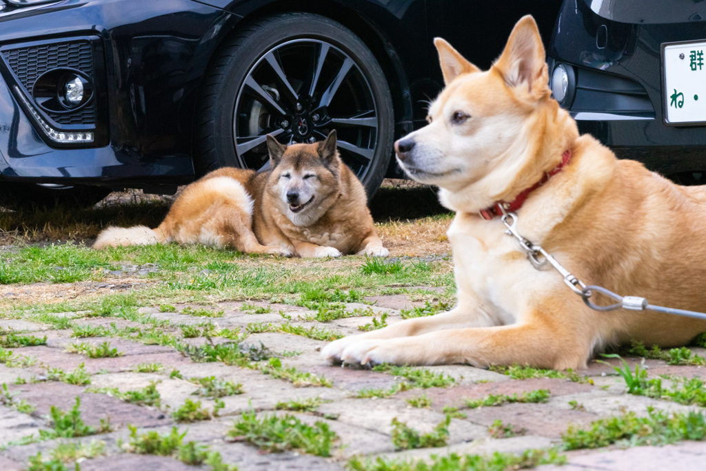犬に見えて中身犬じゃない犬。