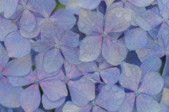 紫陽花