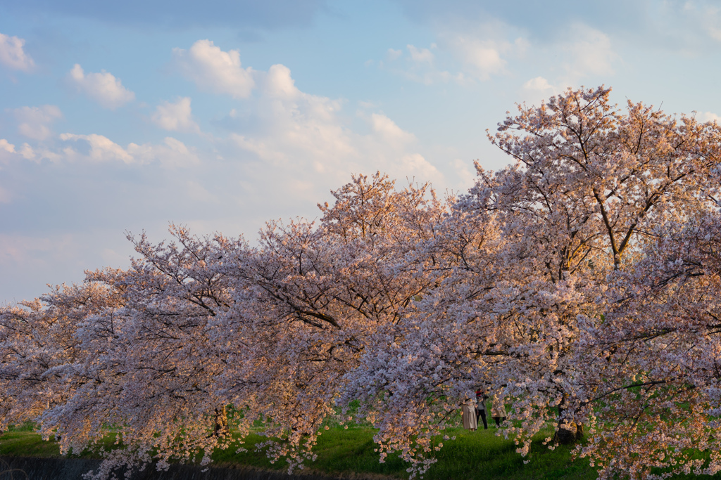 夕焼け桜