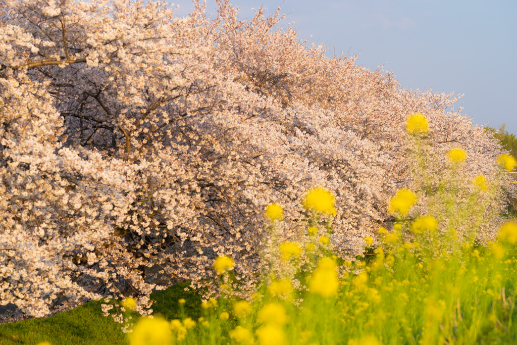 夕焼け桜と菜の花