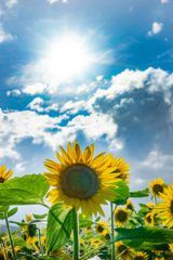 Sun Sunflower
