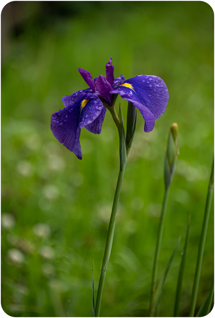 菖蒲